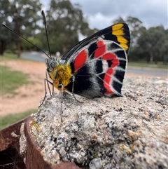 Delias harpalyce (Imperial Jezebel) at Kambah, ACT - 19 Feb 2025 by emily_m