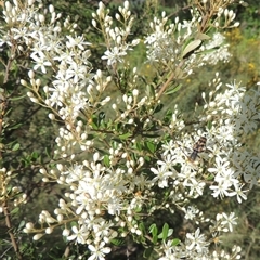 Bursaria spinosa (Native Blackthorn, Sweet Bursaria) at Tharwa, ACT - 19 Jan 2024 by MichaelBedingfield