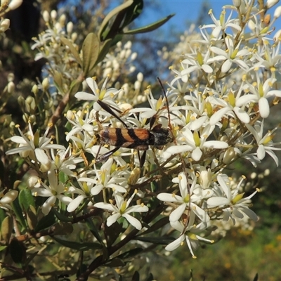 Aridaeus thoracicus (Tiger Longicorn Beetle) at Tharwa, ACT - 19 Jan 2024 by MichaelBedingfield