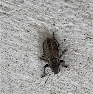 Naupactus leucoloma (White-fringed weevil) at Mornington, VIC - 14 Feb 2025 by 76liam