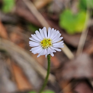 Lagenophora stipitata (Common Lagenophora) at Farringdon, NSW - 18 Feb 2025 by MatthewFrawley