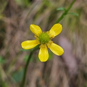 Ranunculus plebeius (Forest Buttercup) at Harolds Cross, NSW - 18 Feb 2025 by MatthewFrawley