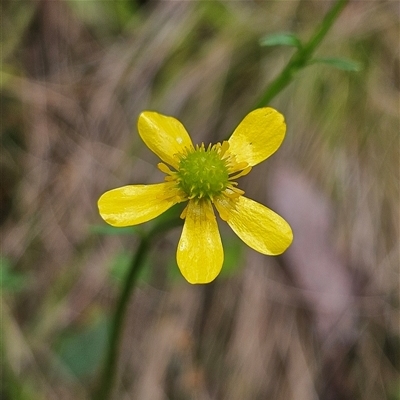 Ranunculus plebeius (Forest Buttercup) at Harolds Cross, NSW - 18 Feb 2025 by MatthewFrawley