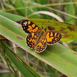 Oreixenica lathoniella at Harolds Cross, NSW - 18 Feb 2025 12:20 PM