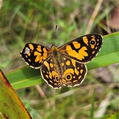 Oreixenica lathoniella at Harolds Cross, NSW - 18 Feb 2025 12:20 PM