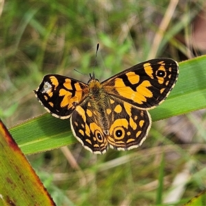 Oreixenica lathoniella at Harolds Cross, NSW - 18 Feb 2025 12:20 PM