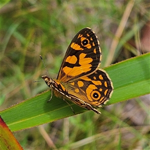 Oreixenica lathoniella at Harolds Cross, NSW - 18 Feb 2025 12:20 PM