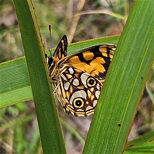 Oreixenica lathoniella at Harolds Cross, NSW - 18 Feb 2025 12:20 PM