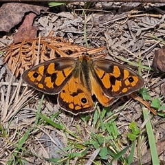 Heteronympha penelope (Shouldered Brown) at Harolds Cross, NSW - 18 Feb 2025 by MatthewFrawley