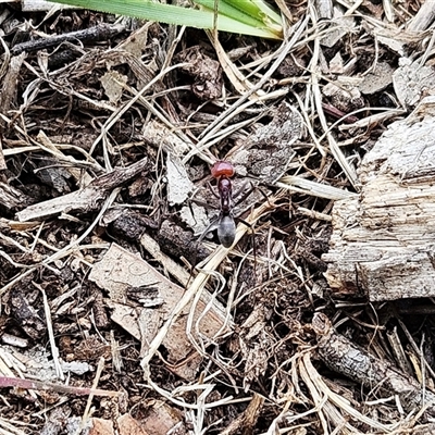 Iridomyrmex purpureus (Meat Ant) at Whitlam, ACT - 18 Feb 2025 by sangio7