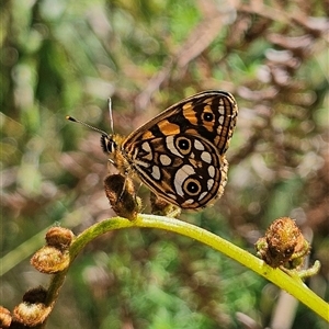 Oreixenica lathoniella at Harolds Cross, NSW - 18 Feb 2025 by MatthewFrawley