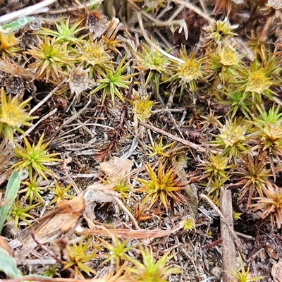 Polytrichaceae sp. (family) at Whitlam, ACT - 18 Feb 2025 by sangio7