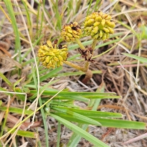 Hydrocotyle laxiflora at Whitlam, ACT - 18 Feb 2025 08:03 AM