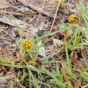 Hydrocotyle laxiflora at Whitlam, ACT - 18 Feb 2025 08:03 AM