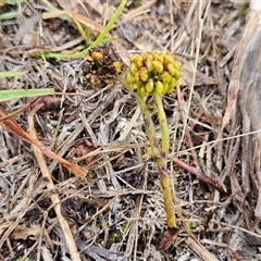 Hydrocotyle laxiflora at Whitlam, ACT - 18 Feb 2025 08:03 AM