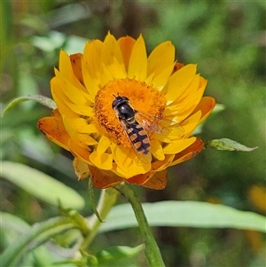 Melangyna viridiceps (Hover fly) at Harolds Cross, NSW - 18 Feb 2025 by MatthewFrawley