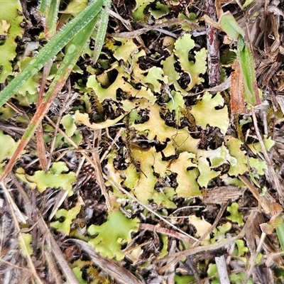 Xanthoparmelia semiviridis at Whitlam, ACT - 18 Feb 2025 by sangio7