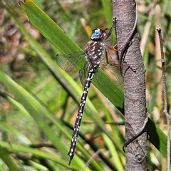 Austroaeschna multipunctata (Multi-spotted Darner) at Harolds Cross, NSW - 18 Feb 2025 by MatthewFrawley