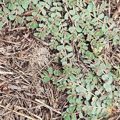 Euphorbia dallachyana (Mat Spurge, Caustic Weed) at Whitlam, ACT - Yesterday by sangio7