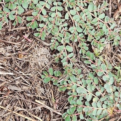 Euphorbia dallachyana (Mat Spurge, Caustic Weed) at Whitlam, ACT - 18 Feb 2025 by sangio7