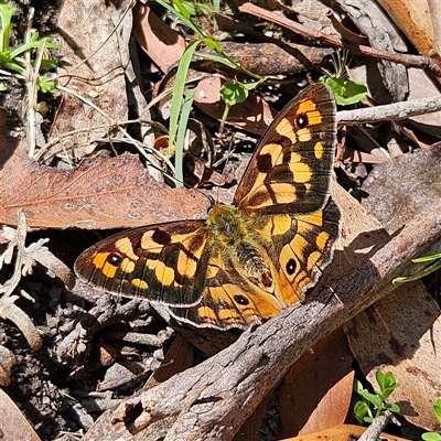 Heteronympha penelope (Shouldered Brown) at Harolds Cross, NSW - 18 Feb 2025 by MatthewFrawley