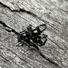 Sandalodes sp. (genus) (Unidentified Sandalodes) at Denman Prospect, ACT - Today by BenHarvey