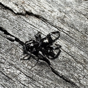 Sandalodes sp. (genus) (Unidentified Sandalodes) at Denman Prospect, ACT - Yesterday by BenHarvey