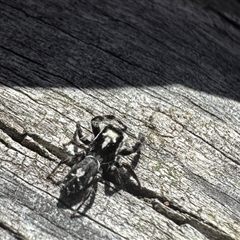 Sandalodes sp. (genus) at Denman Prospect, ACT - 19 Feb 2025 11:08 AM