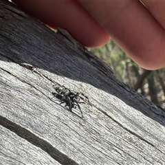 Sandalodes sp. (genus) at Denman Prospect, ACT - 19 Feb 2025 11:08 AM