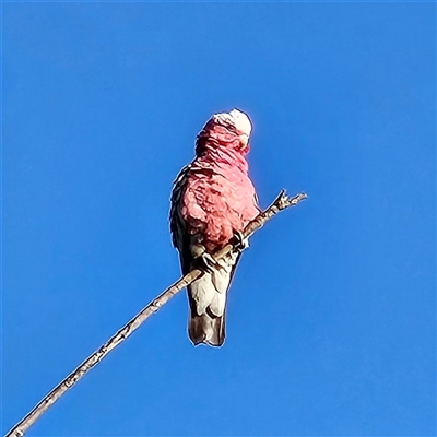 Eolophus roseicapilla (Galah) at Braidwood, NSW - 18 Feb 2025 by MatthewFrawley