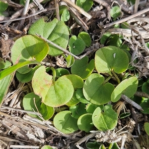 Dichondra repens (Kidney Weed) at Whitlam, ACT - 18 Feb 2025 by sangio7