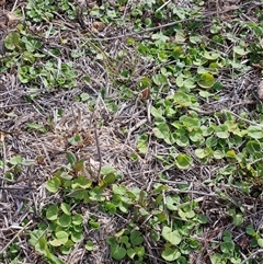 Dichondra repens at Whitlam, ACT - 18 Feb 2025 10:08 AM