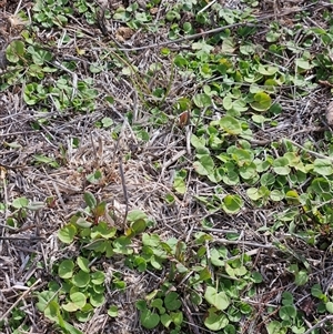 Dichondra repens at Whitlam, ACT - 18 Feb 2025 10:08 AM