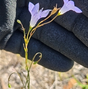 Wahlenbergia capillaris at Belconnen, ACT - 18 Feb 2025 by sangio7