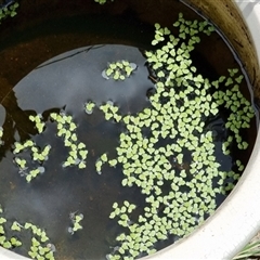 Landoltia punctata (Spotted Pondweed) by MazzV