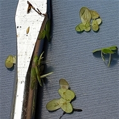 Landoltia punctata at suppressed - suppressed