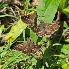 Dispar compacta (Barred Skipper) at Harolds Cross, NSW - 18 Feb 2025 by MatthewFrawley