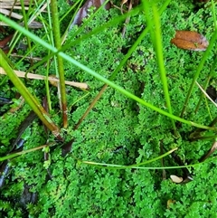 Azolla rubra by MazzV