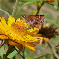 Dispar compacta (Barred Skipper) at Harolds Cross, NSW - 18 Feb 2025 by MatthewFrawley