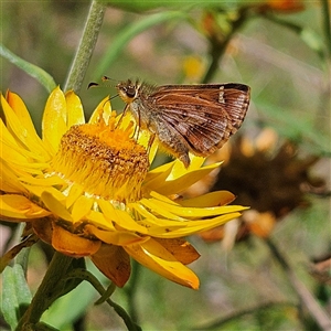 Dispar compacta (Barred Skipper) at Harolds Cross, NSW - 18 Feb 2025 by MatthewFrawley