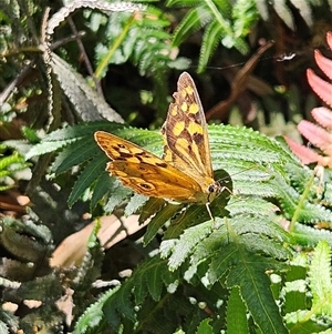 Heteronympha paradelpha at Harolds Cross, NSW - 18 Feb 2025 by MatthewFrawley