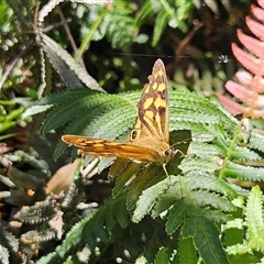 Heteronympha paradelpha at Harolds Cross, NSW - 18 Feb 2025 01:50 PM