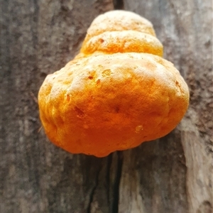 Piptoporus australiensis (Curry Punk) at Tullymorgan, NSW - 19 Feb 2025 by Topwood