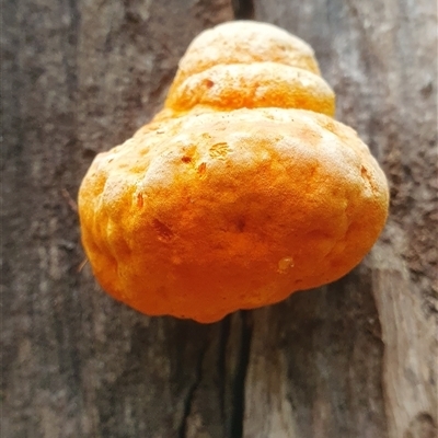 Piptoporus australiensis (Curry Punk) at Tullymorgan, NSW - 19 Feb 2025 by Topwood