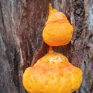 Piptoporus australiensis at Tullymorgan, NSW - 19 Feb 2025 12:04 PM