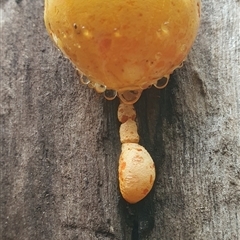 Piptoporus australiensis at Tullymorgan, NSW - 19 Feb 2025 12:04 PM