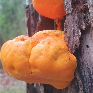 Piptoporus australiensis at Tullymorgan, NSW - 19 Feb 2025 12:04 PM