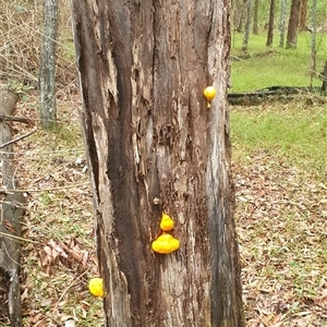 Piptoporus australiensis at Tullymorgan, NSW - 19 Feb 2025 12:04 PM