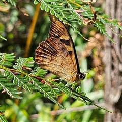 Heteronympha banksii (Banks' Brown) at Harolds Cross, NSW - 18 Feb 2025 by MatthewFrawley