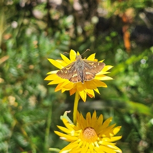 Dispar compacta (Barred Skipper) at Harolds Cross, NSW - 18 Feb 2025 by MatthewFrawley